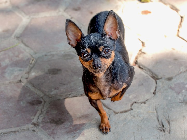 lavar-el-patio-del-perro-nguyenhuynhmai