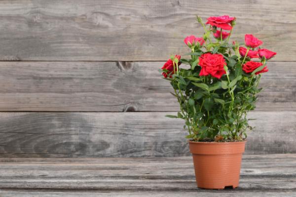 como_cuidar_un_rosal_en_maceta_2621_600