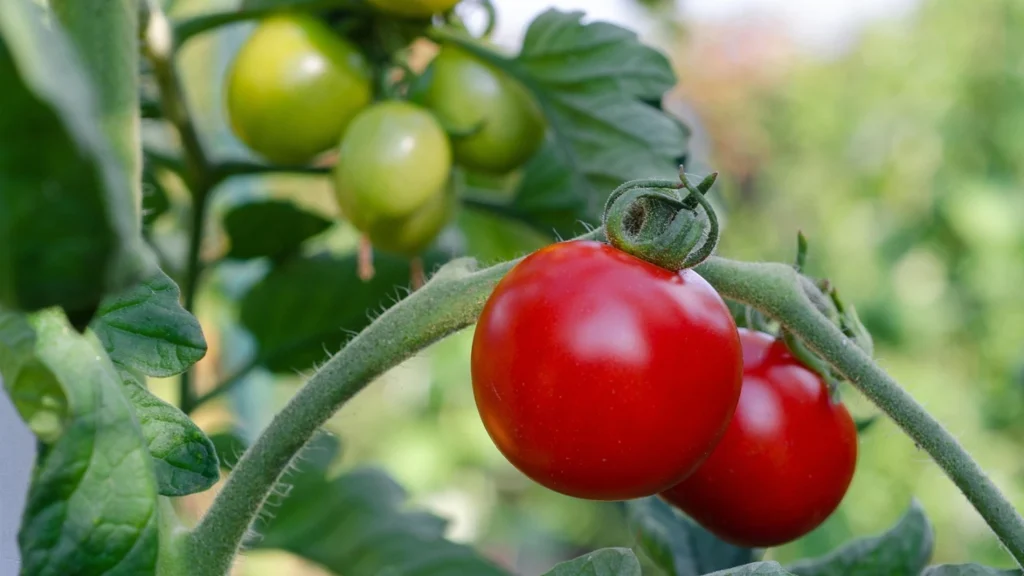 cultivar-tomates-maceta-tierra-preguntamos-jardineros-todos-coinciden_98