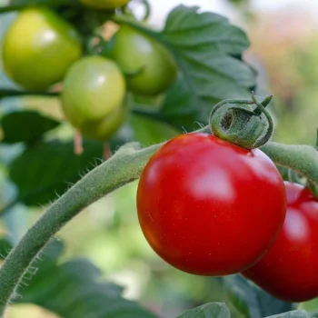 cultivar-tomates-maceta-tierra-preguntamos-jardineros-todos-coinciden_98