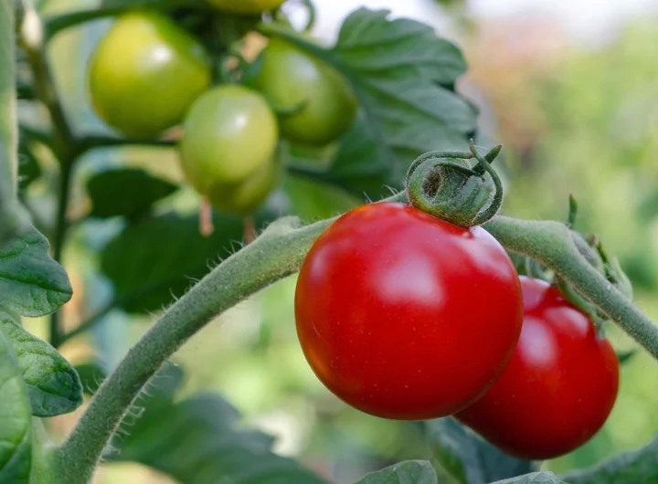 cultivar-tomates-maceta-tierra-preguntamos-jardineros-todos-coinciden_98
