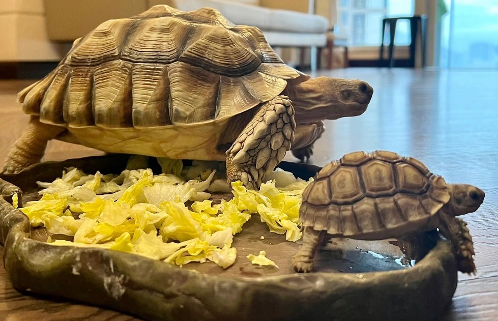 tortuga-terrestre-alimentacion