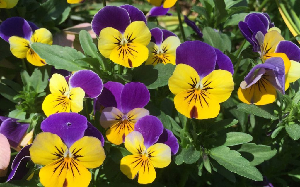 viola-cornuta-1-1080x675 (1)