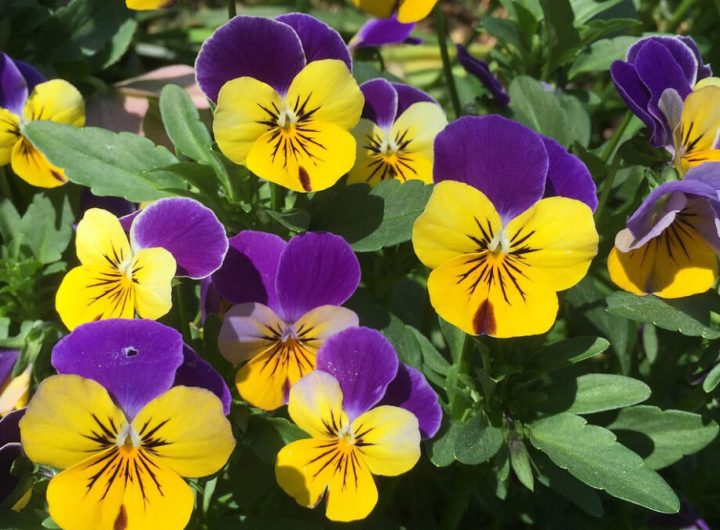 viola-cornuta-1-1080x675 (1)